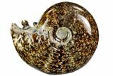 Polished, Agatized Ammonite (Cleoniceras) - Madagascar #110525-1